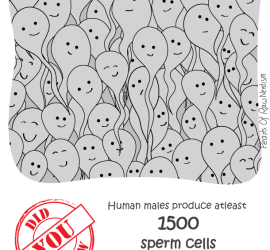 Did You Know - Sperm Production