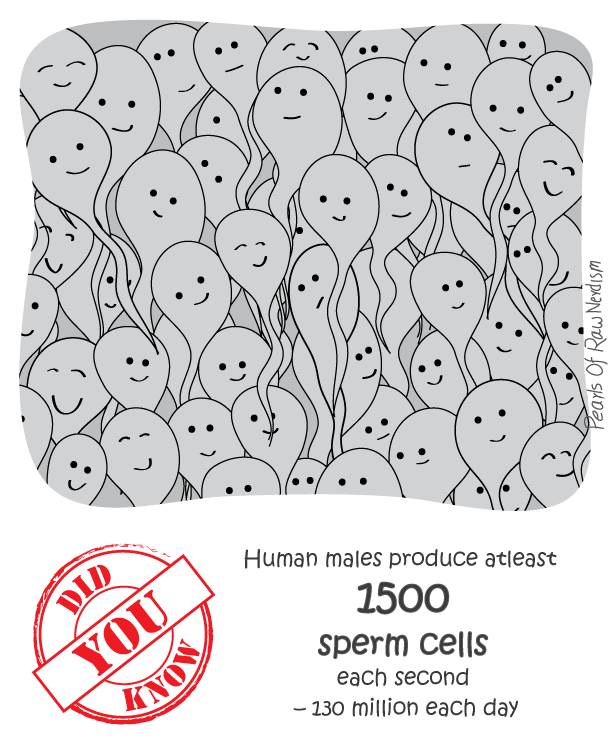 Did You Know - Sperm Production